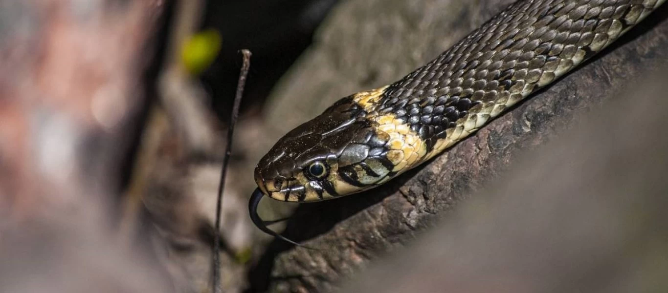 Γυναίκα πήγε να φορέσει παπούτσια και βρήκε κρυμμένο... φίδι! (βίντεο)
